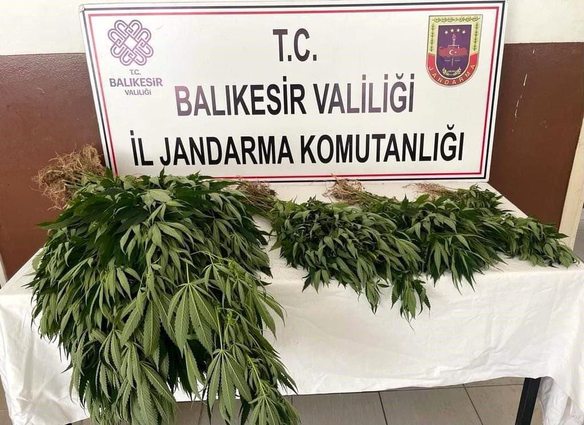 Erdek'te yasadışı kenevir ekimi yapılan ormanlık alanda 242 kök bitki ele geçirildi