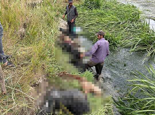 Hakkari'de Köpeklerin Koyun Sürüsüne Saldırısı: 30 Koyun Telef Oldu