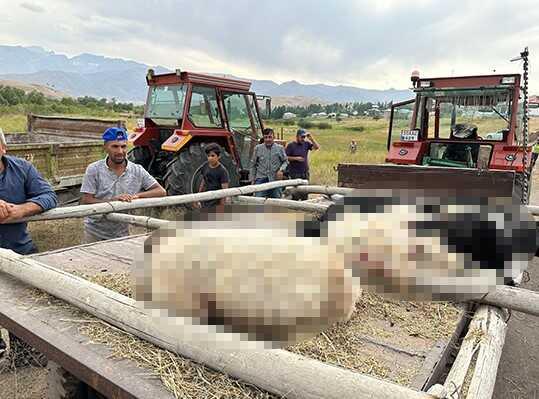 Hakkari'de Köpeklerin Koyun Sürüsüne Saldırısı: 30 Koyun Telef Oldu