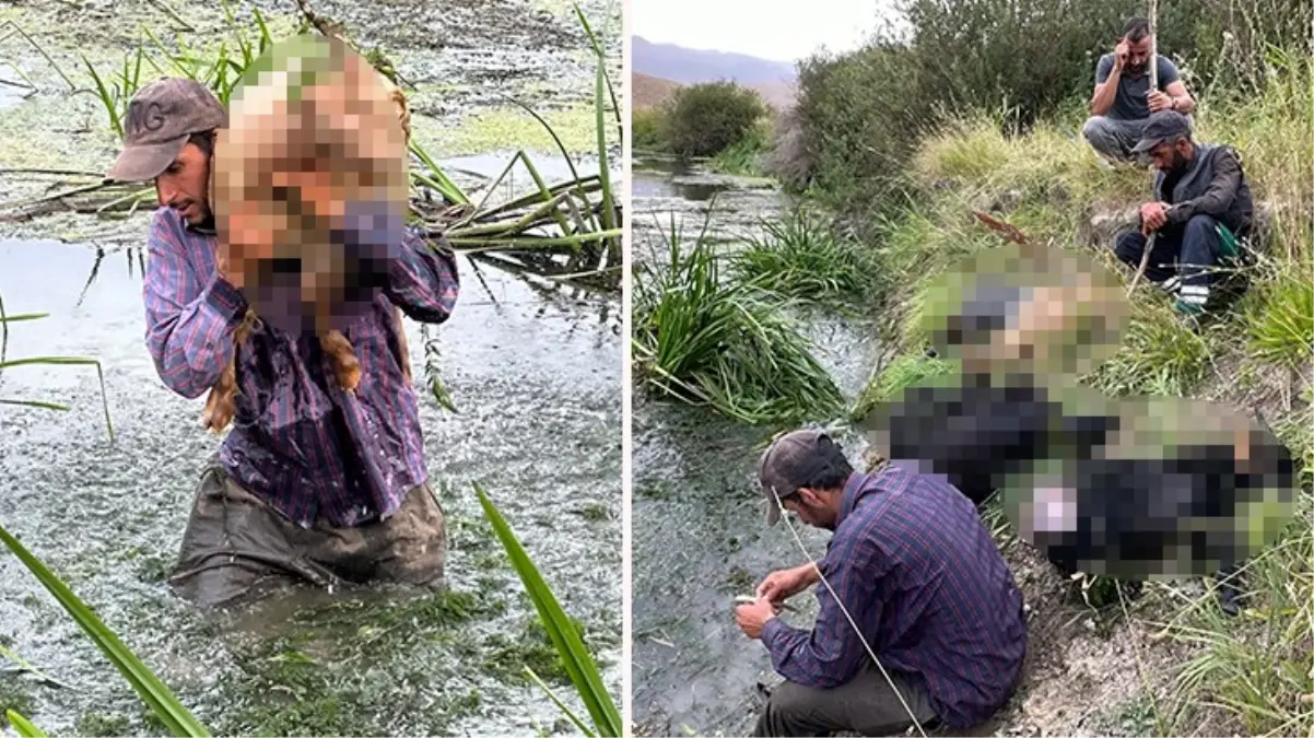 Hakkari'de köpeklerin saldırdığı sürüdeki 30 koyun telef oldu