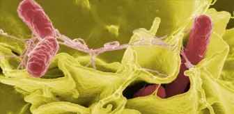 Helicobacter pylori nedir, belirtileri neler? Helikobakter pilorinin tedavisi var mı?