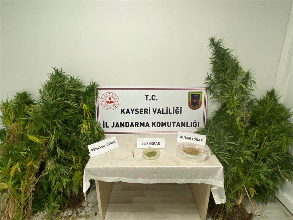 Kayseri'de Hint keneviri yetiştiricisi yakalandı