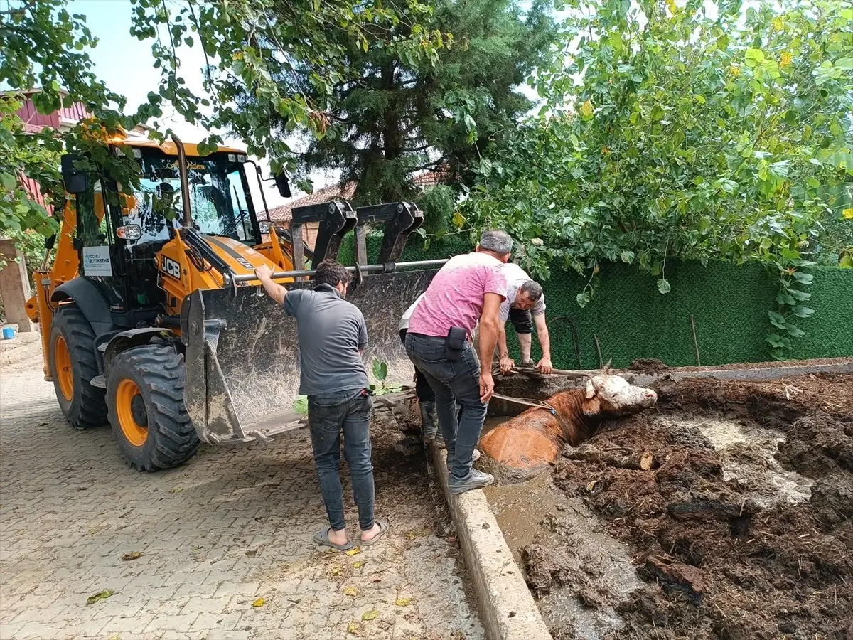 Kandıra'da çamura saplanan inek iş makinesiyle kurtarıldı