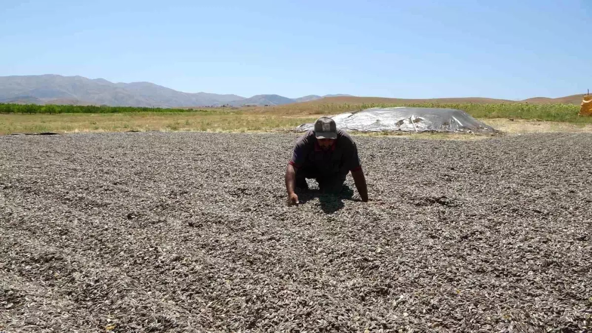 Malatya'da Çerezlik Ayçiçeği Hasadı Başladı