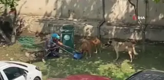 Manisa'da Belediye Temizlik Personeli Sokak Köpeklerine Su Verdi