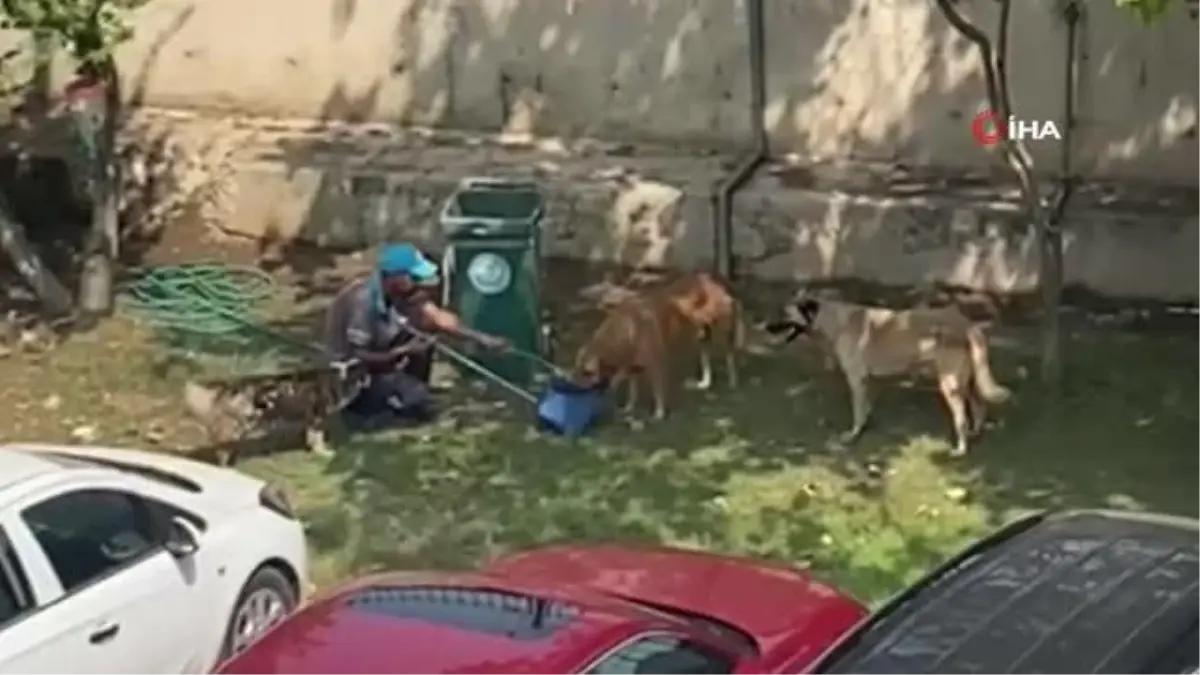 Manisa'da Belediye Temizlik Personeli Sokak Köpeklerine Su Verdi