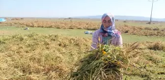 Balıkesir Manyas'ta Don Kazaklarının miras bıraktığı fasulye coğrafi işaret aldı