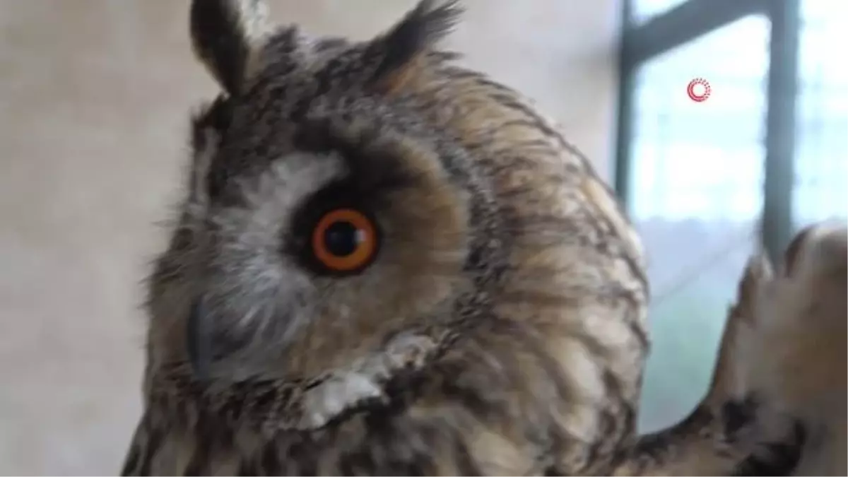 Tedavisi tamamlanan 2 kulaklı orman baykuşu doğaya salındı