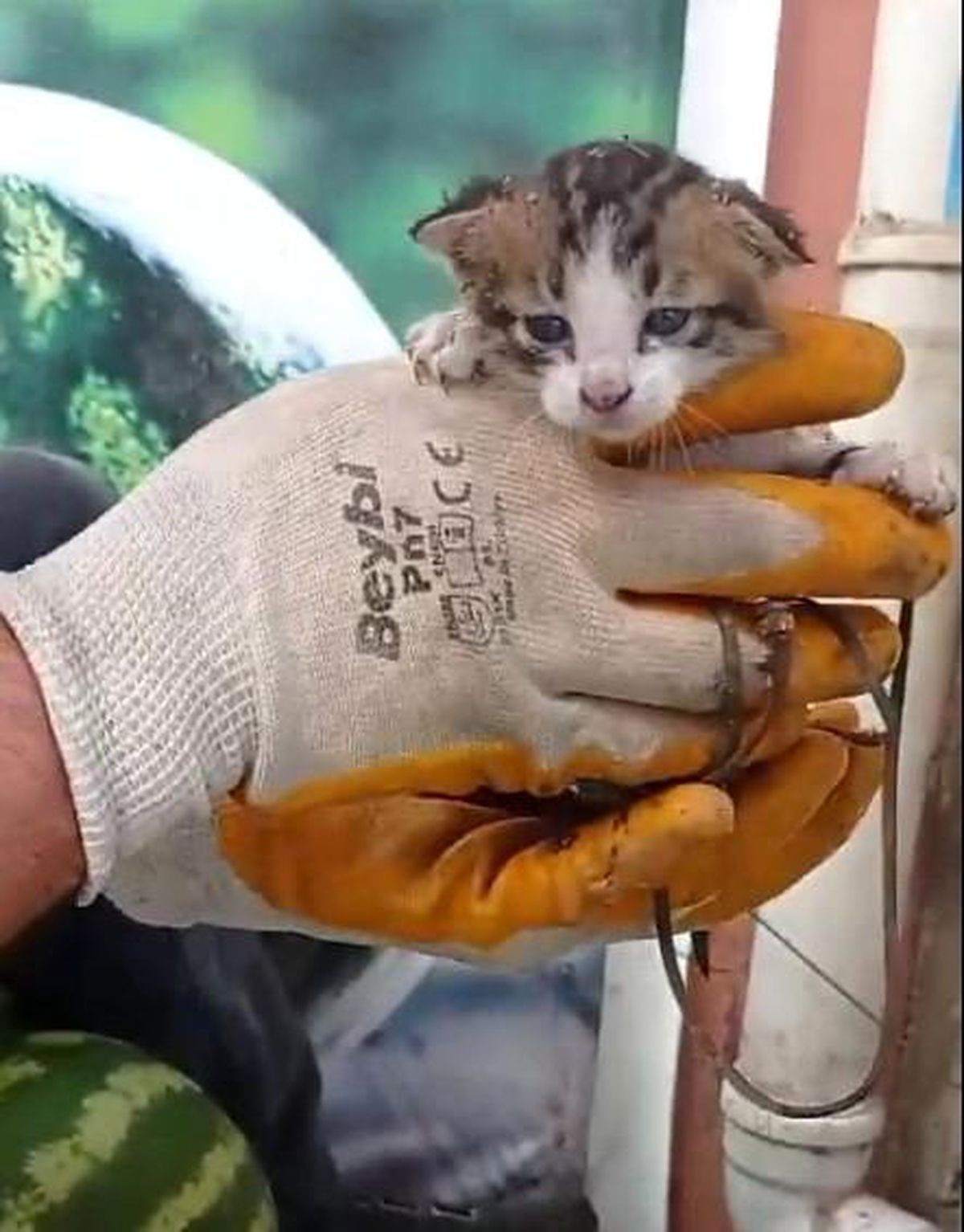 İnebolu'da Mahsur Kalan Yavru Kedi Market Çalışanları Tarafından Kurtarıldı