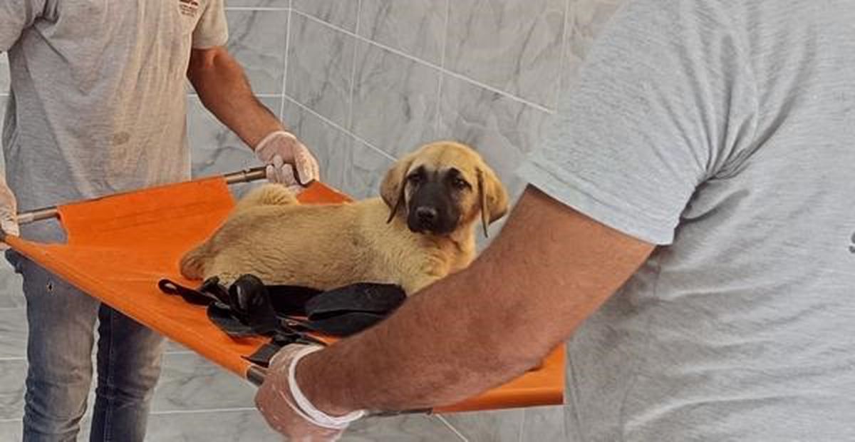Köpeğe yapılan şiddetle ilgili açıklama