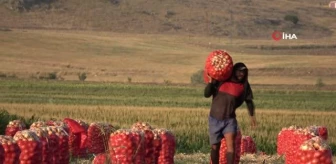 Amasya'da Soğan Fiyatları Düştü