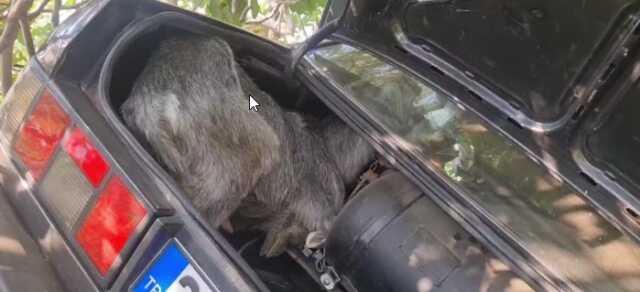 İzmir'de otomobil şarampole uçtu: 2 kişi hayatını kaybetti, bagajdaki 2 can sağ kurtuldu İzmir'de otomobil şarampole uçtu: 2 kişi hayatını kaybetti, bagajdaki 2 can sağ kurtuldu