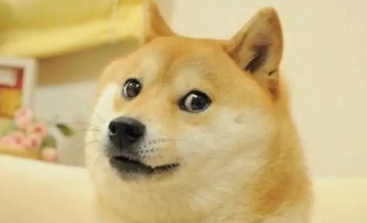 Köpek Cheems öldü! Dünyaca ünlü Doge meme'i Cheems neden öldü?