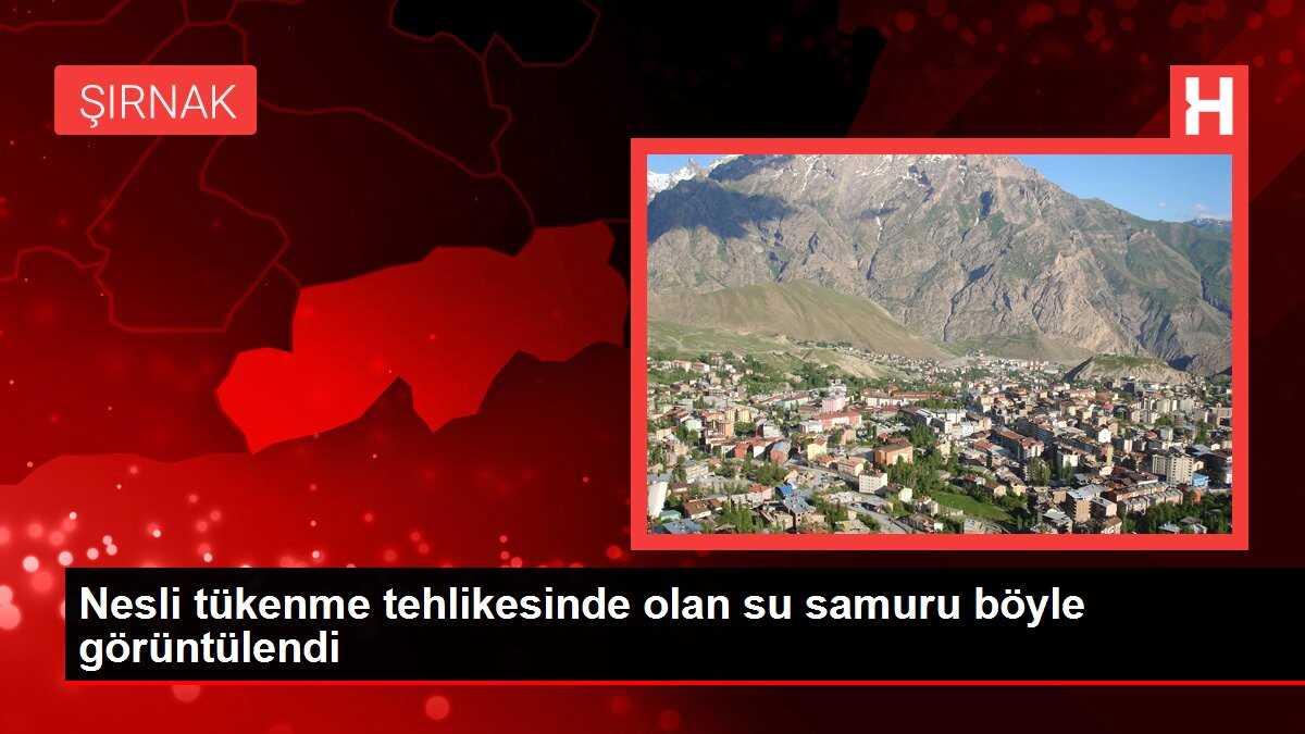 Nesli tükenme tehlikesinde olan su samuru böyle görüntülendi