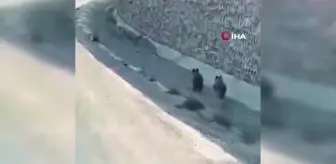 Yavru ayıların arabayla gülümseten yarışı kamerada