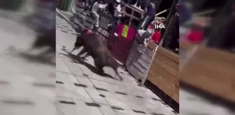 Meksika'da boğa koşusunda 20 kişi yaralandı