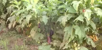Tescilli 'Birecik Patlıcanı'nda hasat zamanı