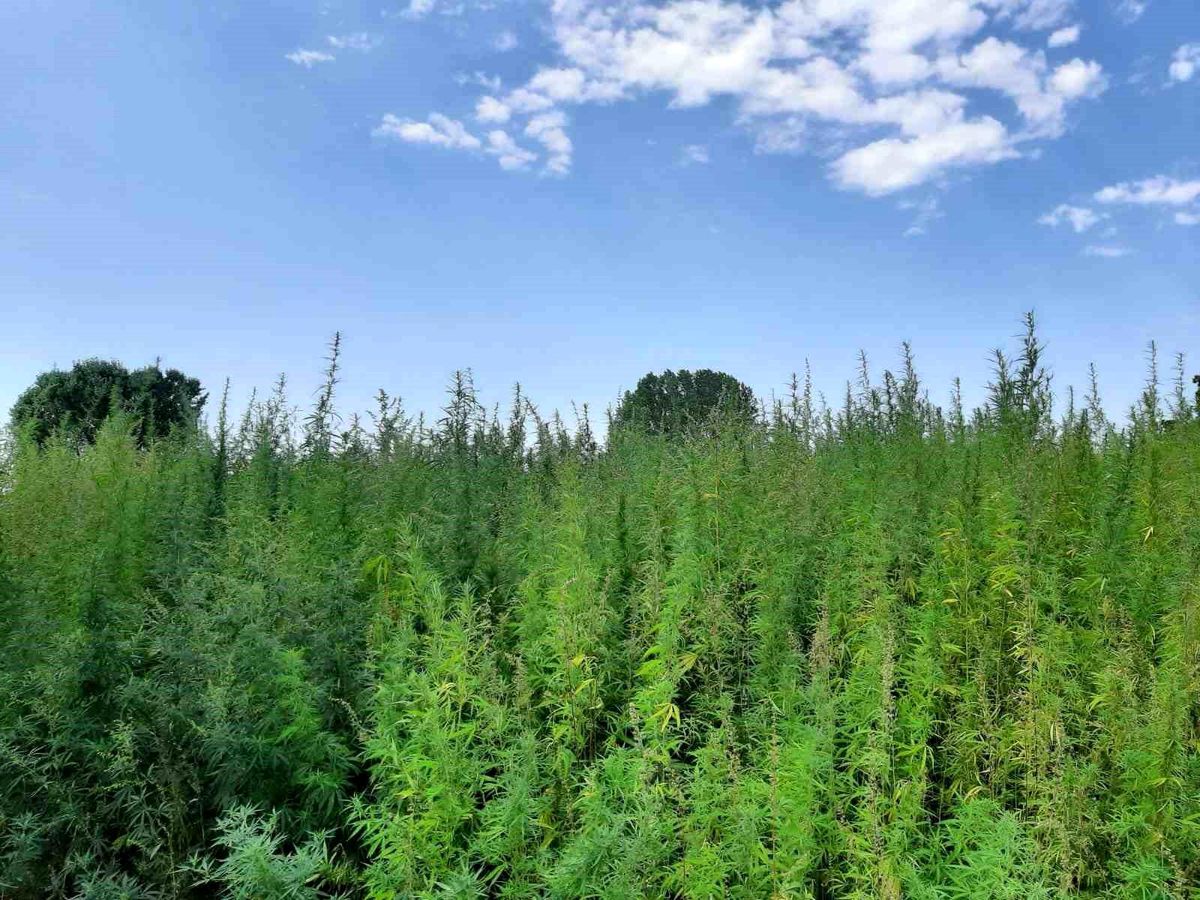 Edirne'de 560 Bin Kök Kenevir Bitkisi Ele Geçirildi