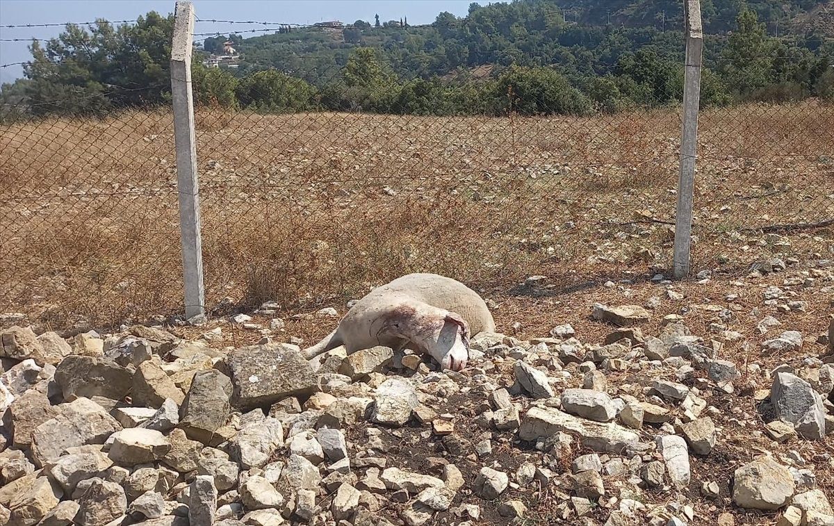 Antalya'da Kurtlar Ahıra Saldırdı: 16 Kuzu Telef Oldu