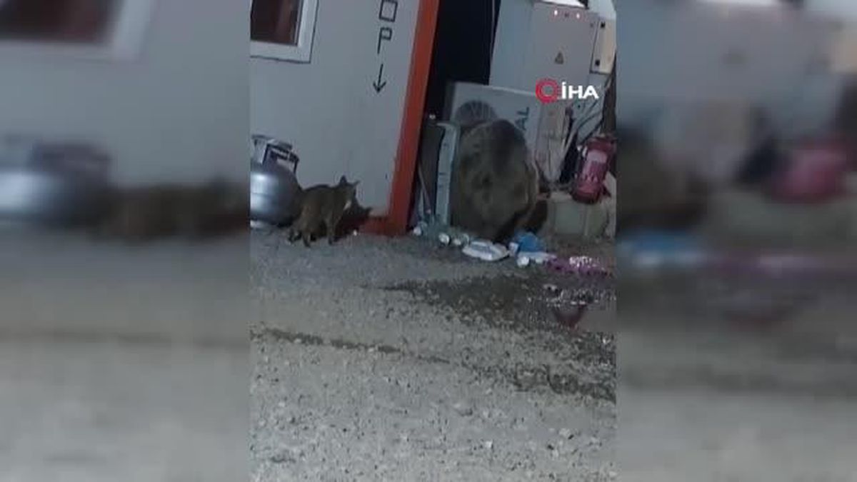 Ayının kediyle yemek kavgası kamerada
