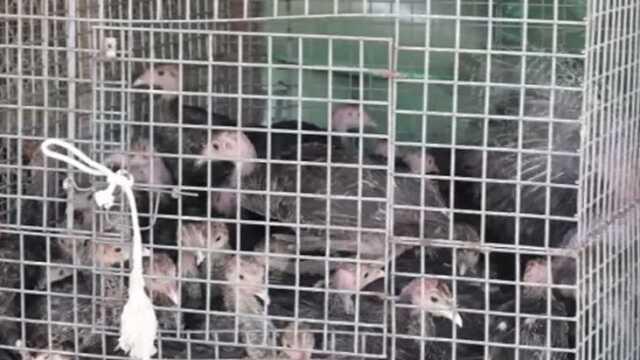 Çekirge istilasına hindili çözüm! Antalya Büyükşehir Belediyesi çiftçilere ücretsiz dağıtıyor Çekirge istilasına hindili çözüm! Antalya Büyükşehir Belediyesi çiftçilere ücretsiz dağıtıyor