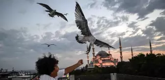 Ayasofya ve Sultanahmet Camii'nde Martıları Beslemek İçin İstanbul'a Gelen Turistler