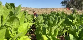 Mardin'de Kavurucu Sıcakta Tütün Mesaisi