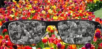 Renk Körlüğü Nedir? Renk Körlüğü Testi Nasıl Yapılır?