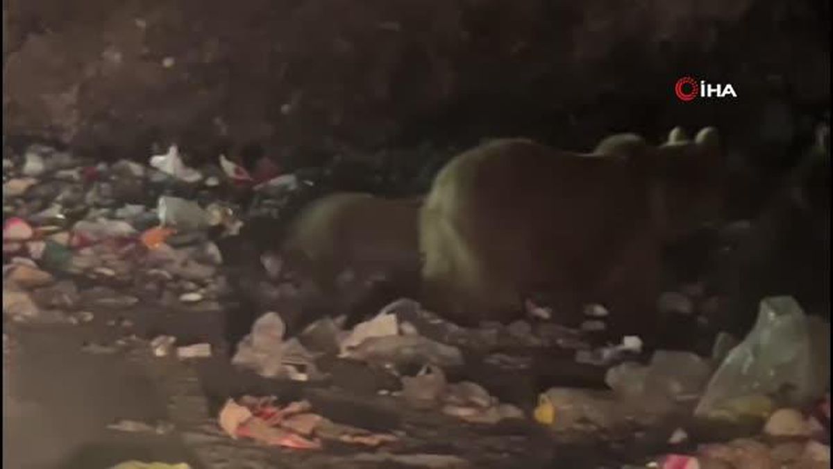 Sarıkamış'ta ayılar çöplük ayısı oldu