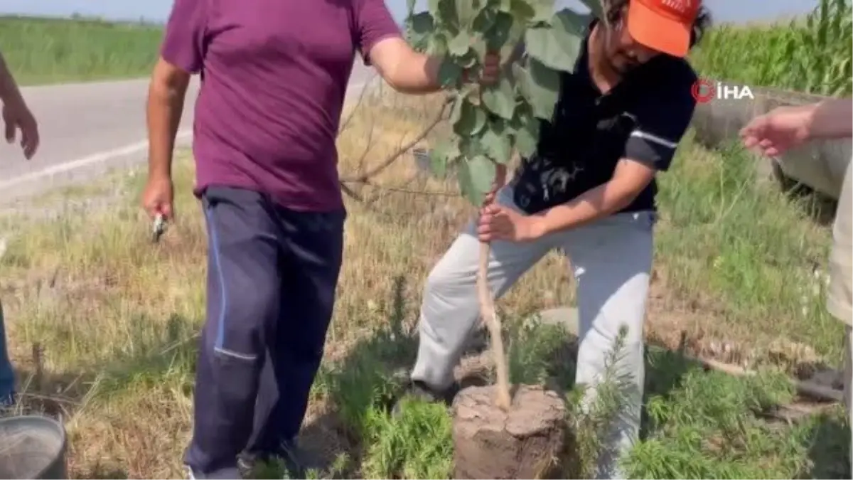 Bursalı Öğretmen Kendine Verdiği Sözü Tuttu, Meyve Ağacı Dikti