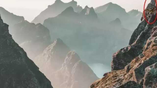 Her 200 kişiden sadece 1'i gördü! Gizlenmiş kartalı yalnızca şahin gözlüler bulabiliyor Her 200 kişiden sadece 1'i gördü! Gizlenmiş kartalı yalnızca şahin gözlüler bulabiliyor