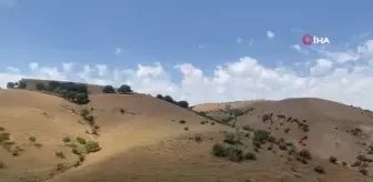 Siirt'te 600 kınalı keklik doğaya salındı