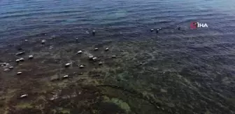 Van Gölü'nde sular çekildi, asırlık toplu mezar ortaya çıktı