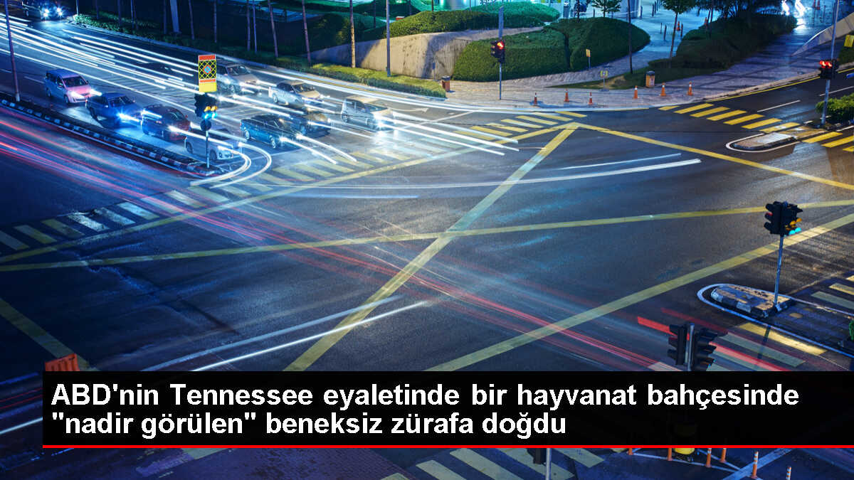 Beneksiz Zürafa Tennessee'deki Hayvanat Bahçesinde Doğdu