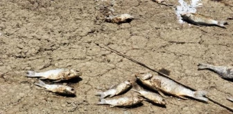 Boğazköy Barajı'nda Toplu Balık Ölümleri