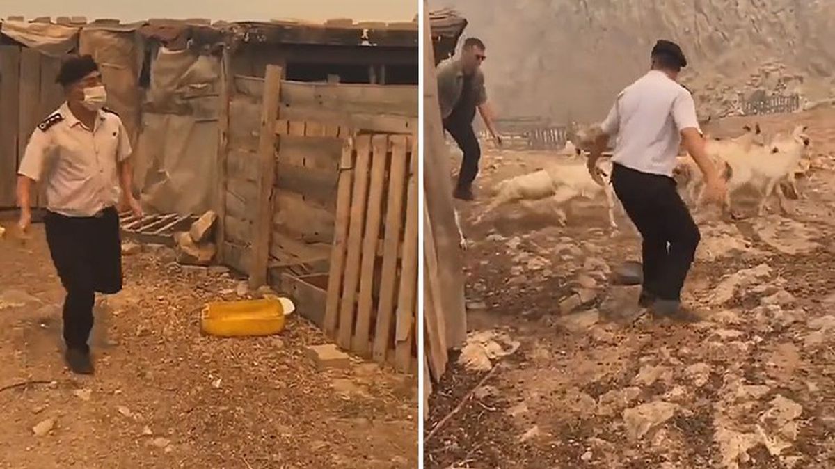 Görüntü alevlerin sardığı Çanakkale'den! Ağıla giren albay hayvanları yangından son anda kurtardı