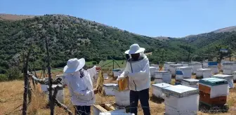 Çorum Mecitözü'nde Bal Hasat Sezonu Başladı