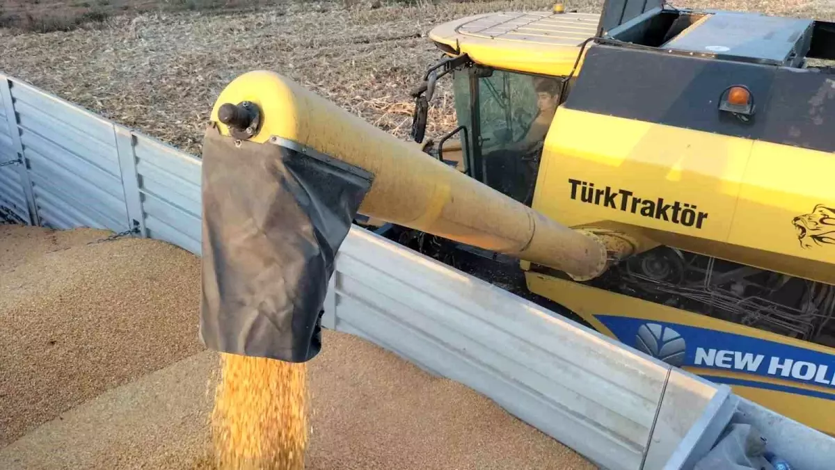 Osmaniye'de Yüksek Verimli Mısır Hasadı