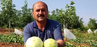 Denizli'nin Çal ilçesinde ata tohumlarından susuz üretilen meşhur Çal kavununda hasat devam ediyor