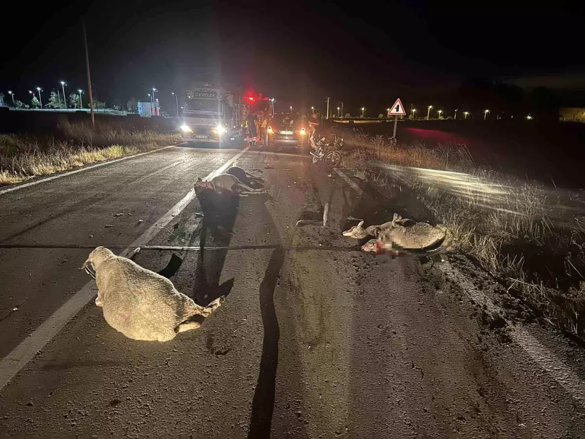 Tekirdağ'da Otomobil Koyun Sürüsüne Çarptı: 10 Koyun Telef Oldu