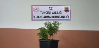 Tunceli'de uyuşturucu yetiştiren şüpheli gözaltına alındı