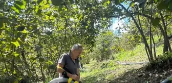 Bulancak'ta fındığı makine ile hasat eden üretici maliyeti düşürdü