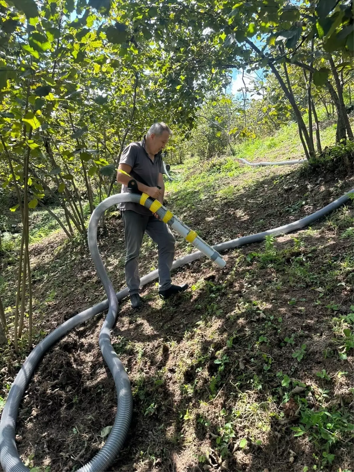 Bulancak'ta fındığı makine ile hasat eden üretici maliyeti düşürdü