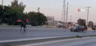 Bursa'da Başıboş Atların Trafiği Tehdit Etmesi
