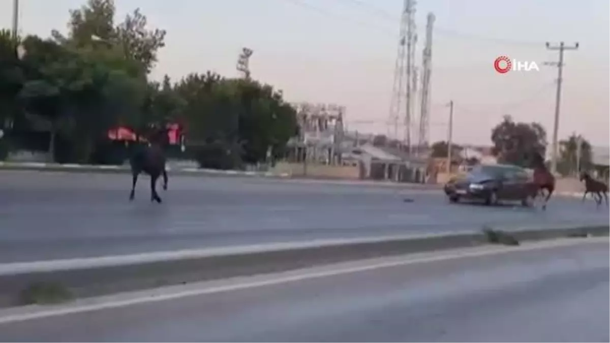 Bursa'da Başıboş Atların Trafiği Tehdit Etmesi