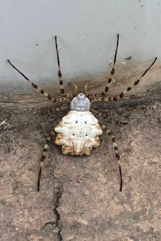 Dünya'nın en zehirli örümceklerinden 'Argiope Lobata' Türkiye'de görüldü!