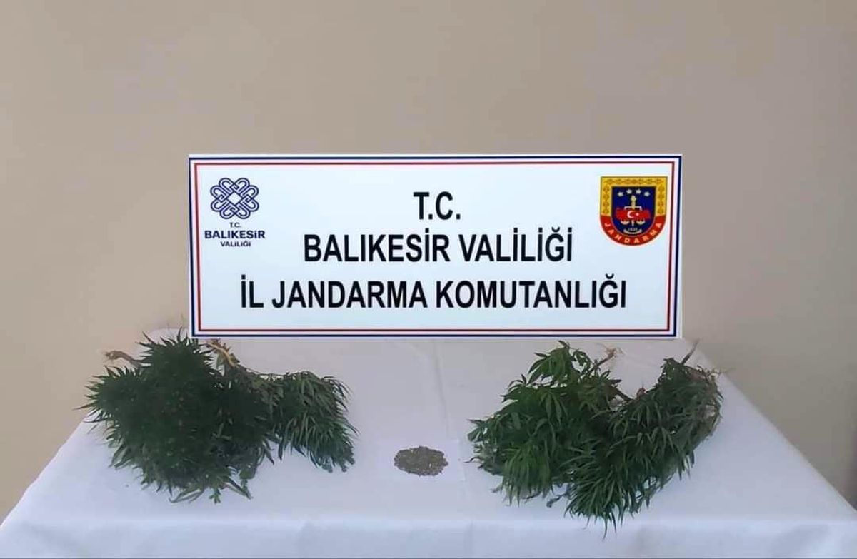 Erdek'te uyuşturucu operasyonu: 15 kök kenevir bitkisi ele geçirildi