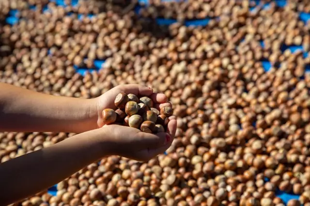 Royal Innovative Kurucusu Boris Volfman: Fındık, kurutulmuş üzüm ve incir ihracatında artış sürüyor Royal Innovative Kurucusu Boris Volfman: Fındık, kurutulmuş üzüm ve incir ihracatında artış sürüyor