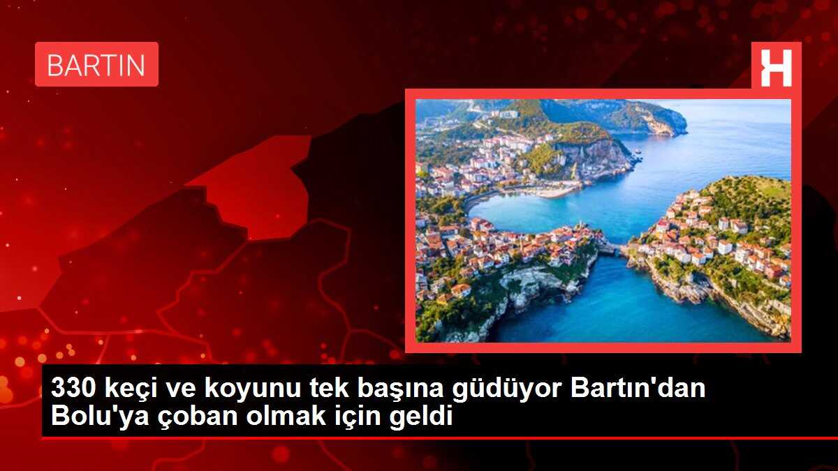 330 keçi ve koyunu tek başına güdüyor Bartın'dan Bolu'ya çoban olmak için geldi