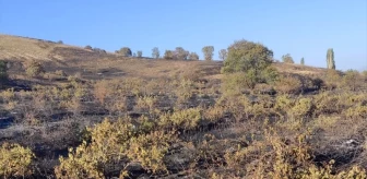 Elazığ'da çıkan yangında 250 dönümlük üzüm bağı ve meyve ağaçları zarar gördü